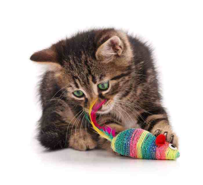 Kitten diy toys