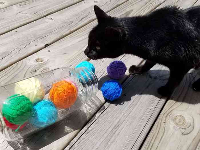 Kitten diy toys