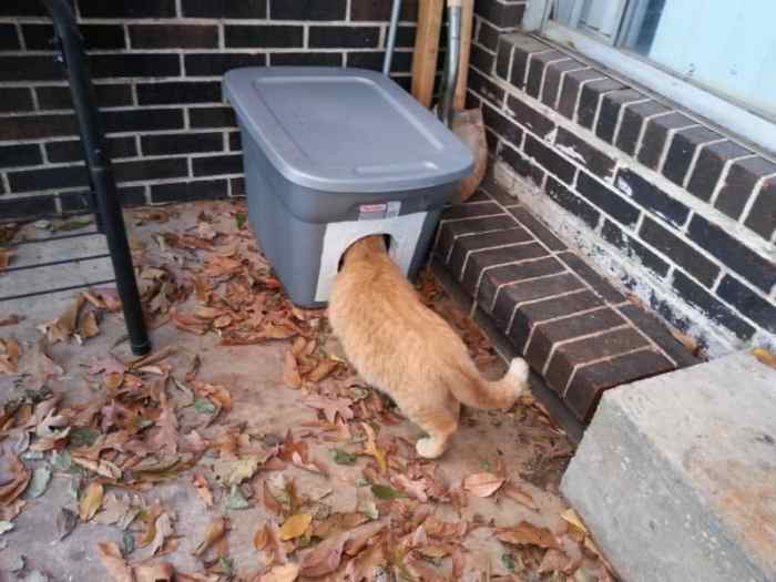 Feral cat house diy